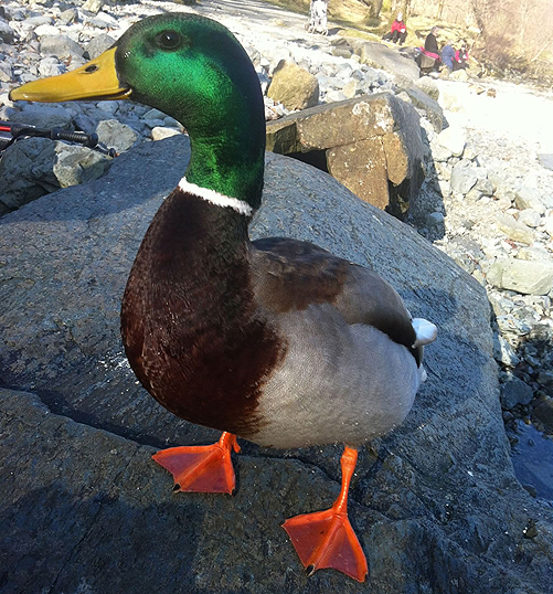 One of the handsome ducks